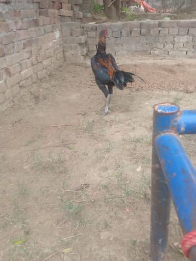 murga for sale