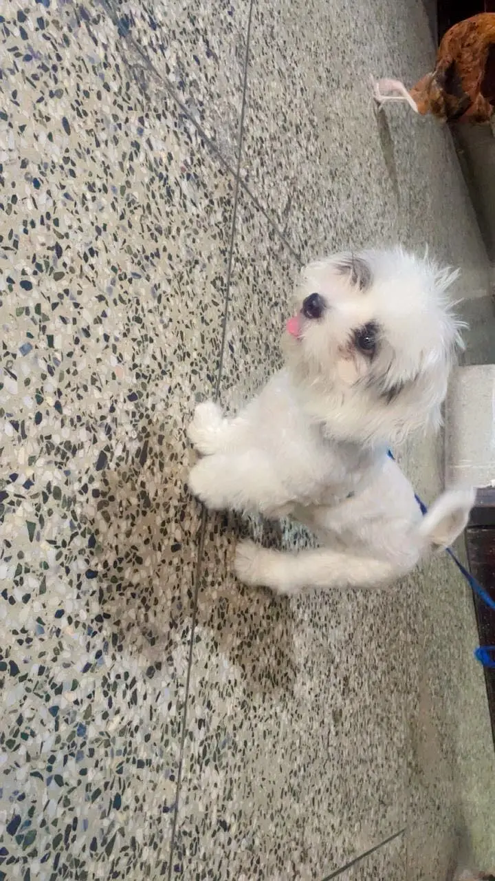 Oreo 4 months old male shih tzu breed — photo 2
