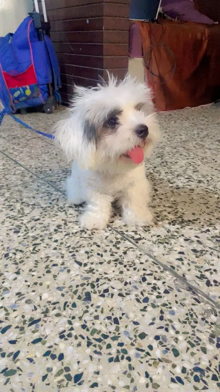 Oreo 4 months old male shih tzu breed — photo 3
