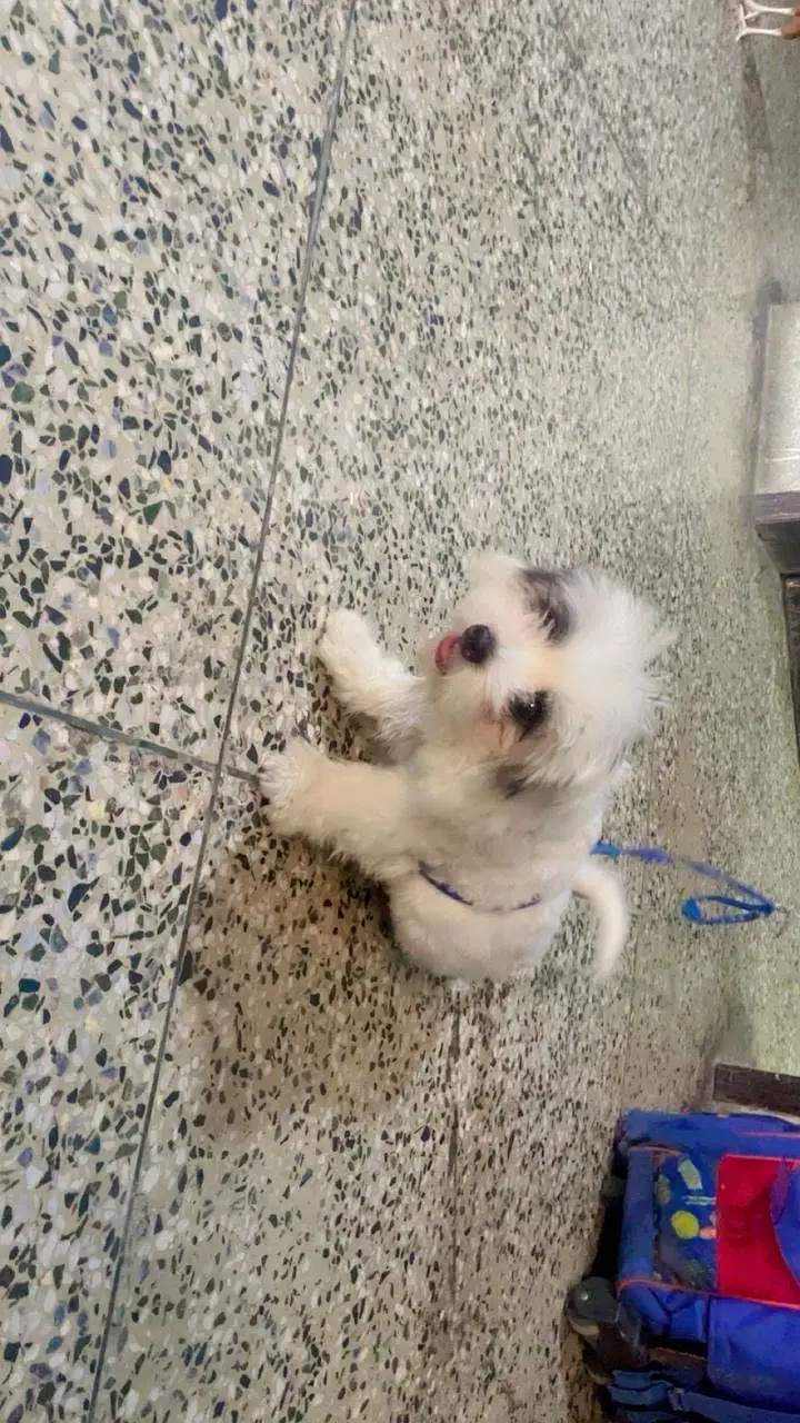 Oreo 4 months old male shih tzu breed — photo 4