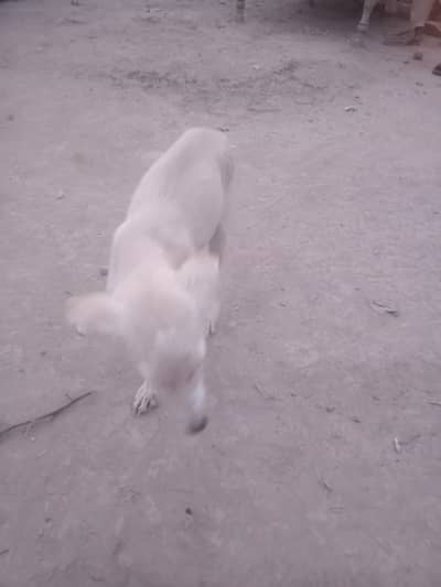 butiful dog