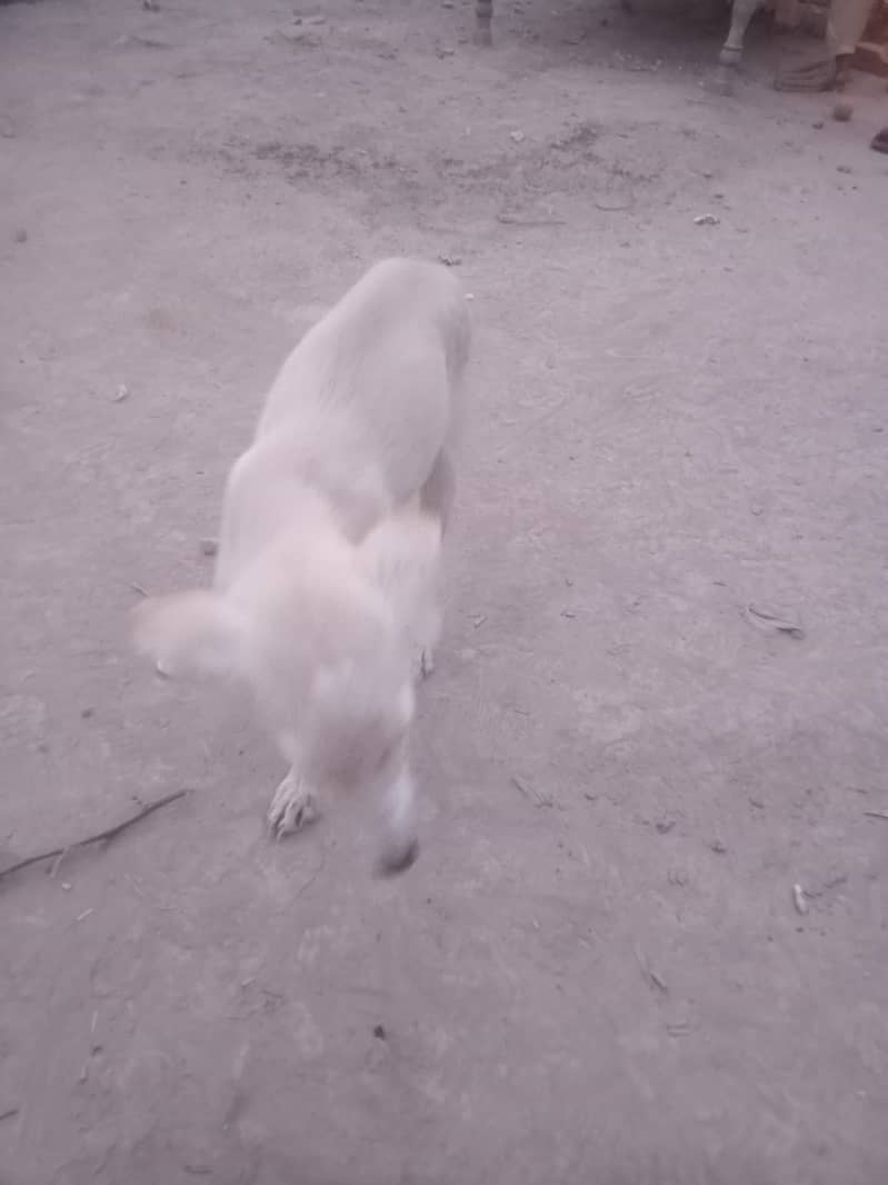 butiful dog 0