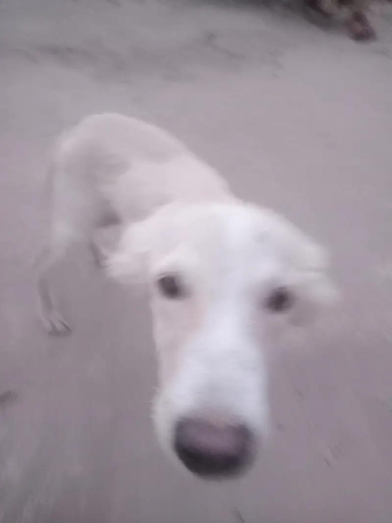butiful dog — photo 2