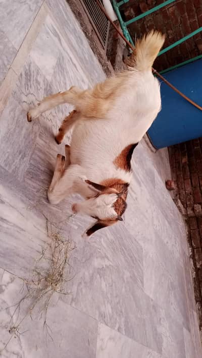 beautiful bakri for sale