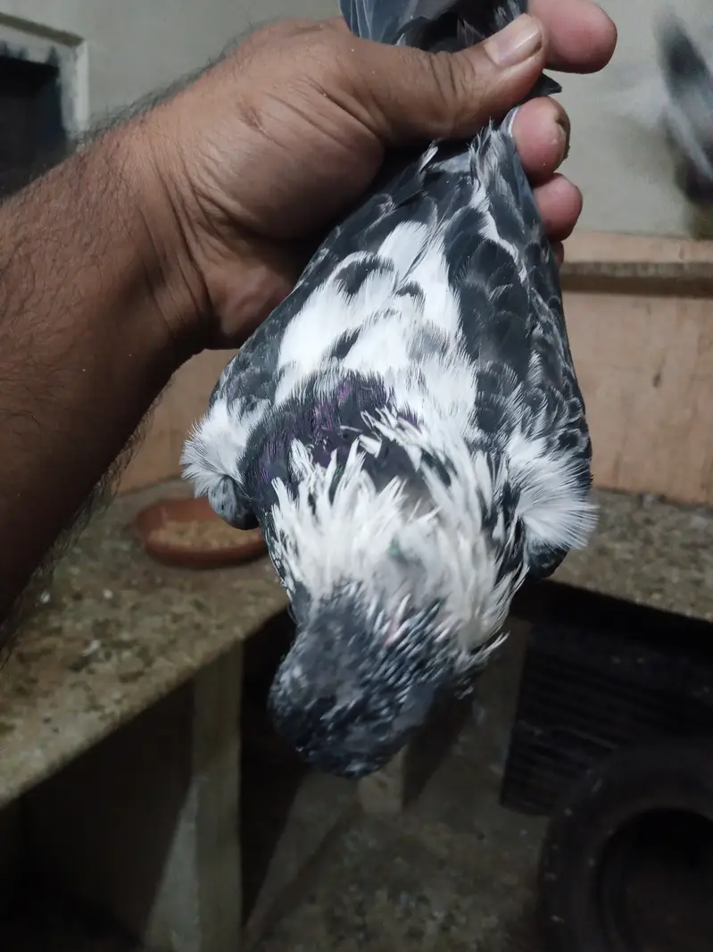 Pure tiger dubwala male — photo 3