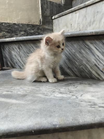 Persian baby cats 4 babies