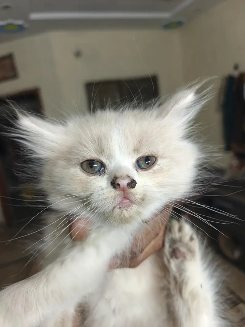 Persian baby cats 4 babies — photo 2
