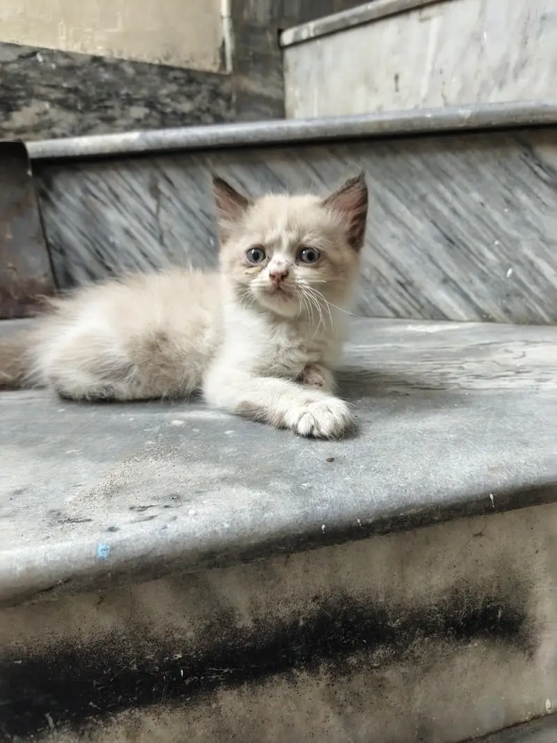 Persian baby cats 4 babies — photo 3