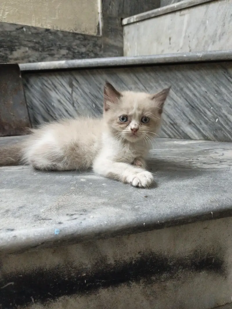 Persian baby cats 4 babies — photo 4