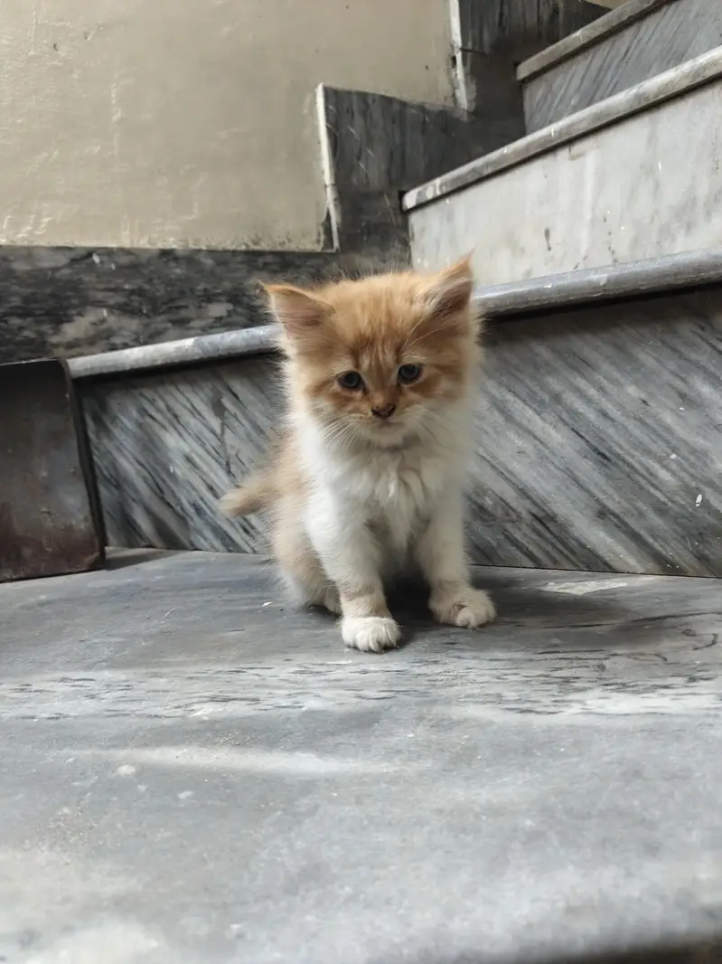 Persian baby cats 4 babies — photo 5