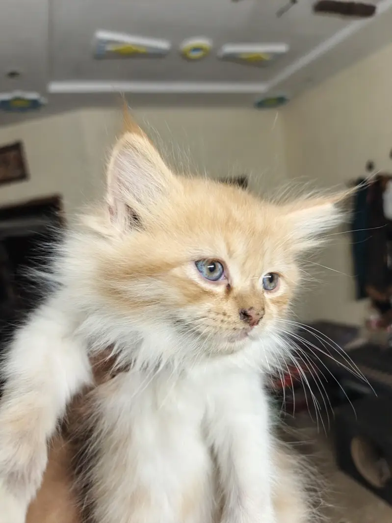 Persian baby cats 4 babies — photo 6