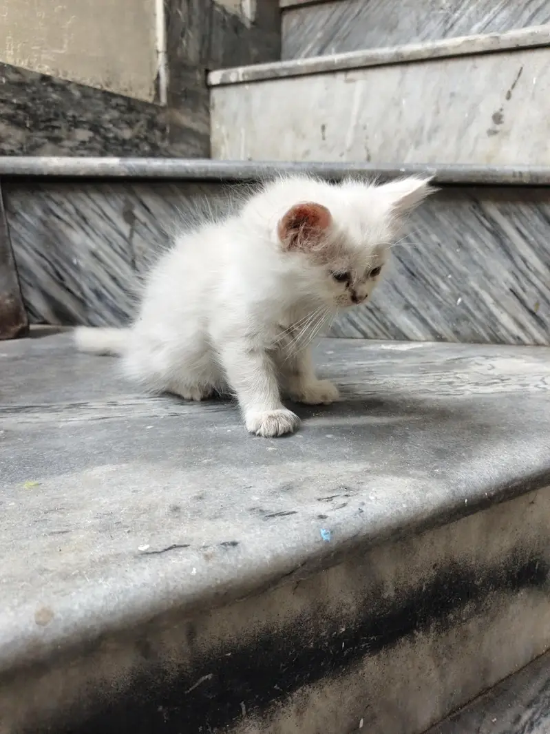 Persian baby cats 4 babies — photo 7