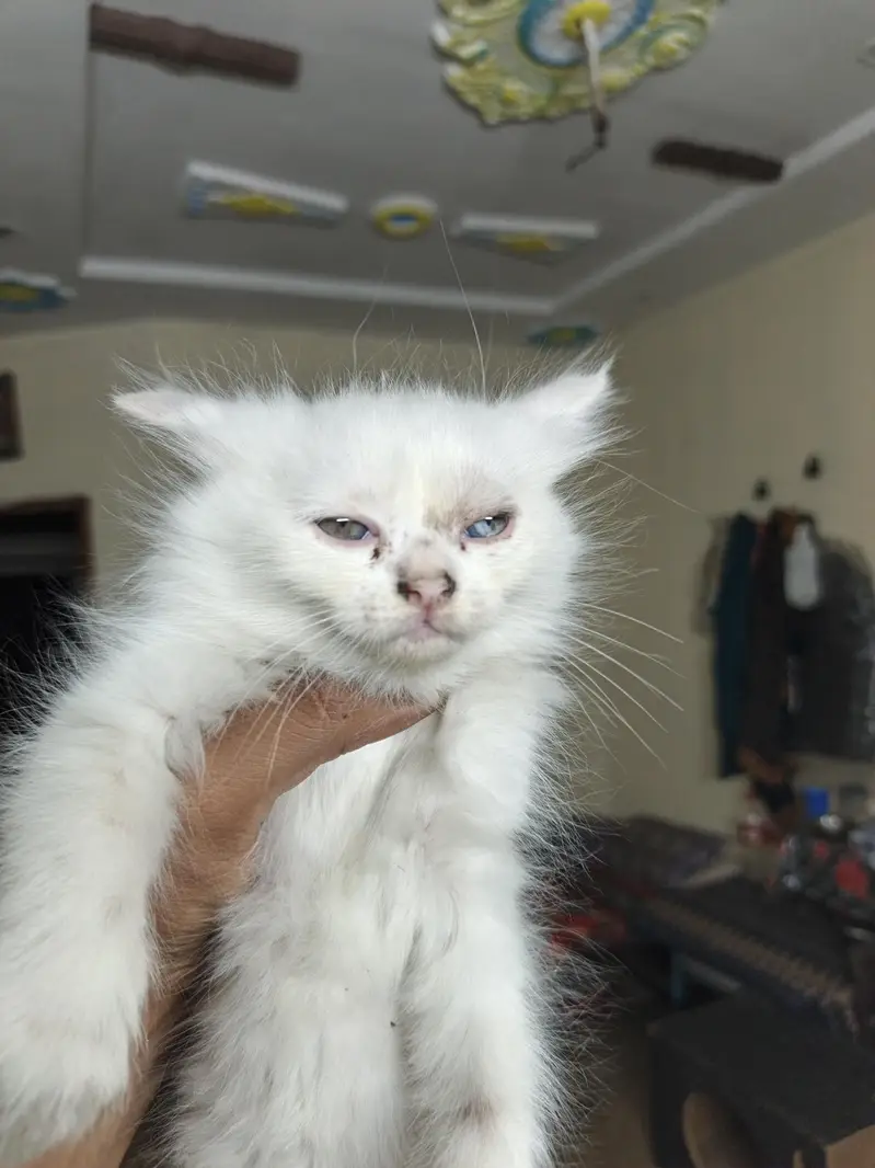 Persian baby cats 4 babies — photo 8