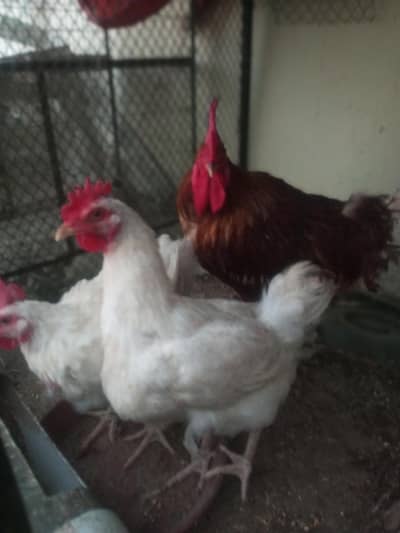 lohman brown F2 breed 1 male 3 female