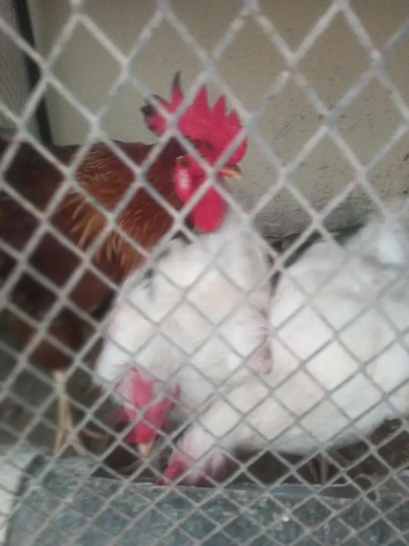 lohman brown F2 breed 1 male 3 female — photo 3
