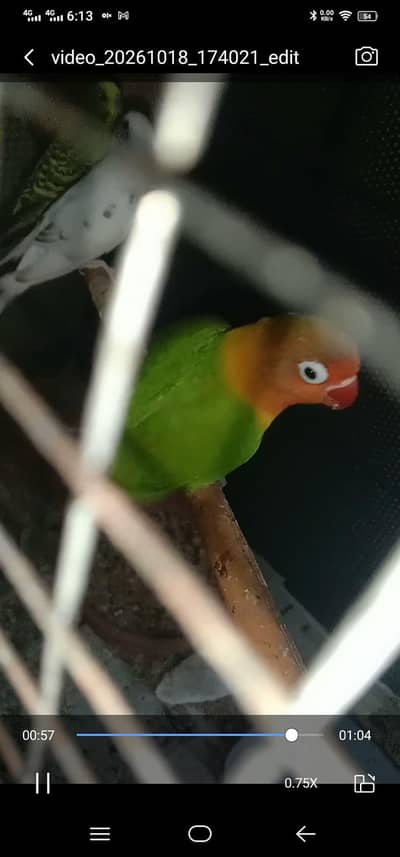1 male fisher