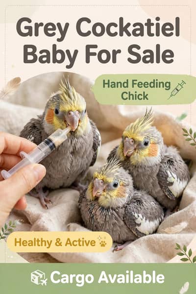 cocktail paroot chicks