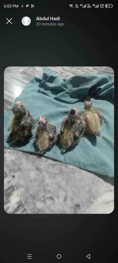 cocktail paroot chicks