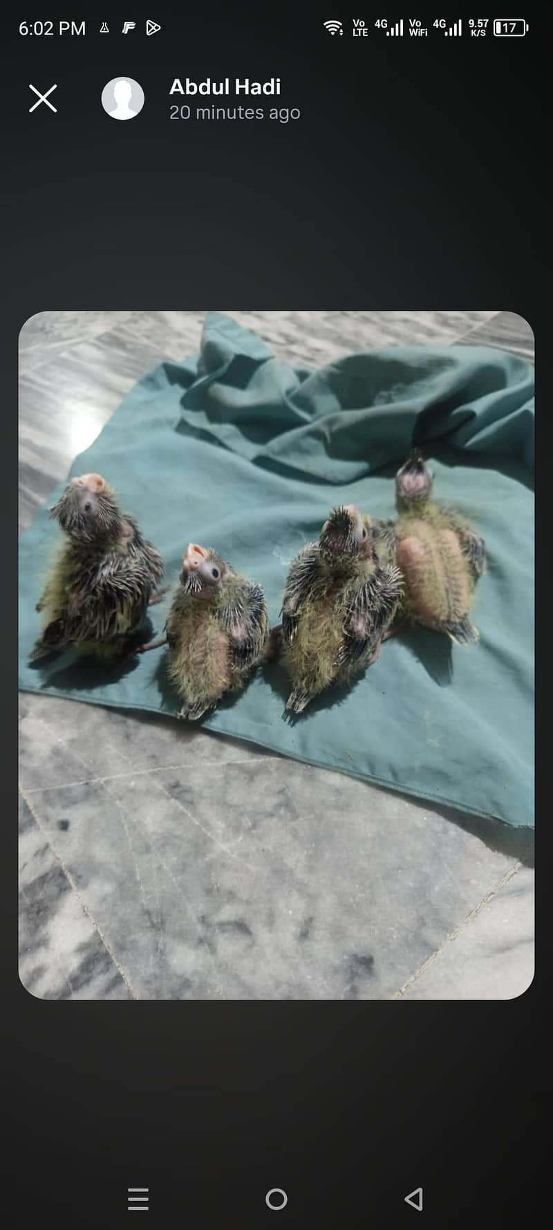 cocktail paroot chicks 0