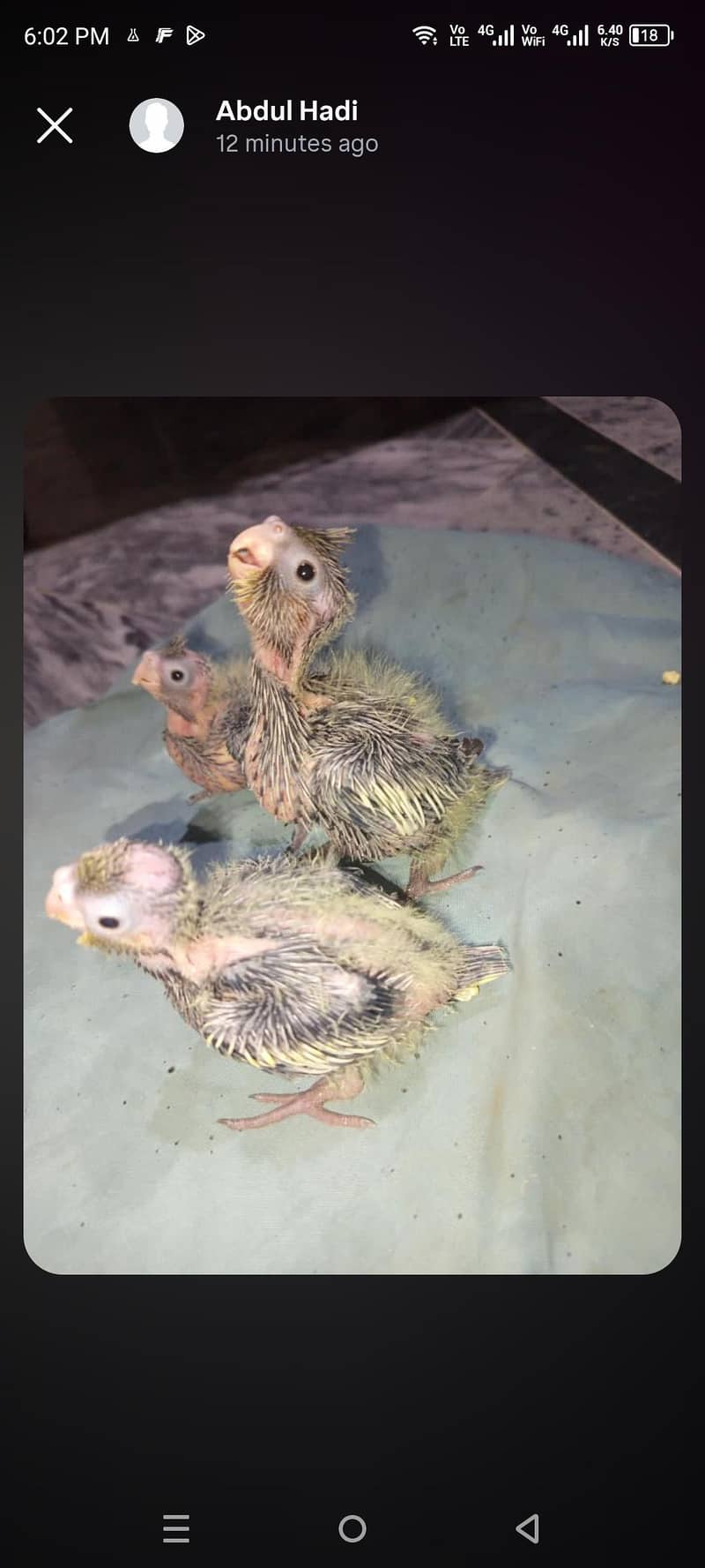 cocktail paroot chicks 1