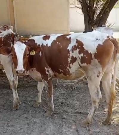 Red Friesian heifer Pair