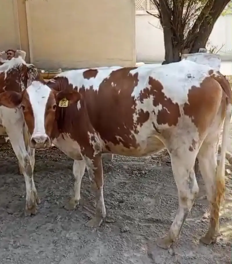 Red Friesian heifer Pair cows