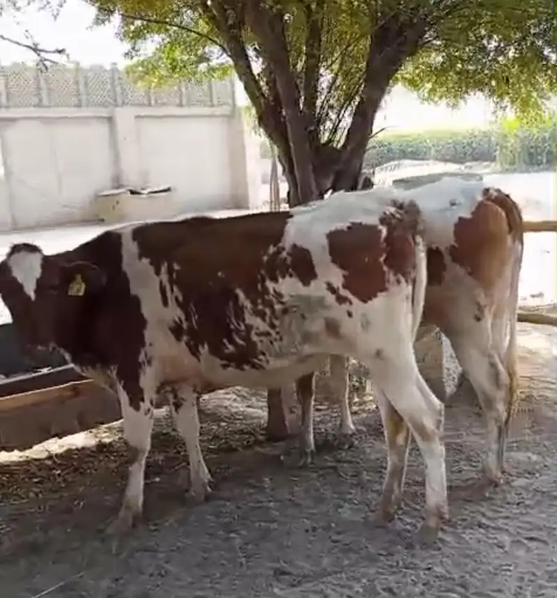 Red Friesian heifer Pair cows — photo 2