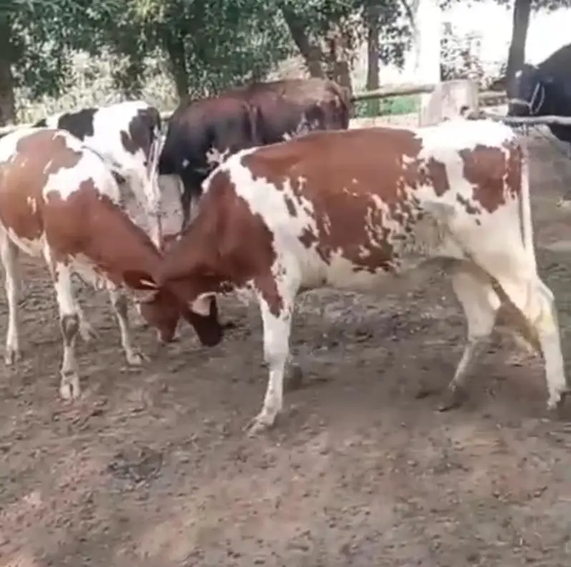 Red Friesian heifer Pair cows — photo 3