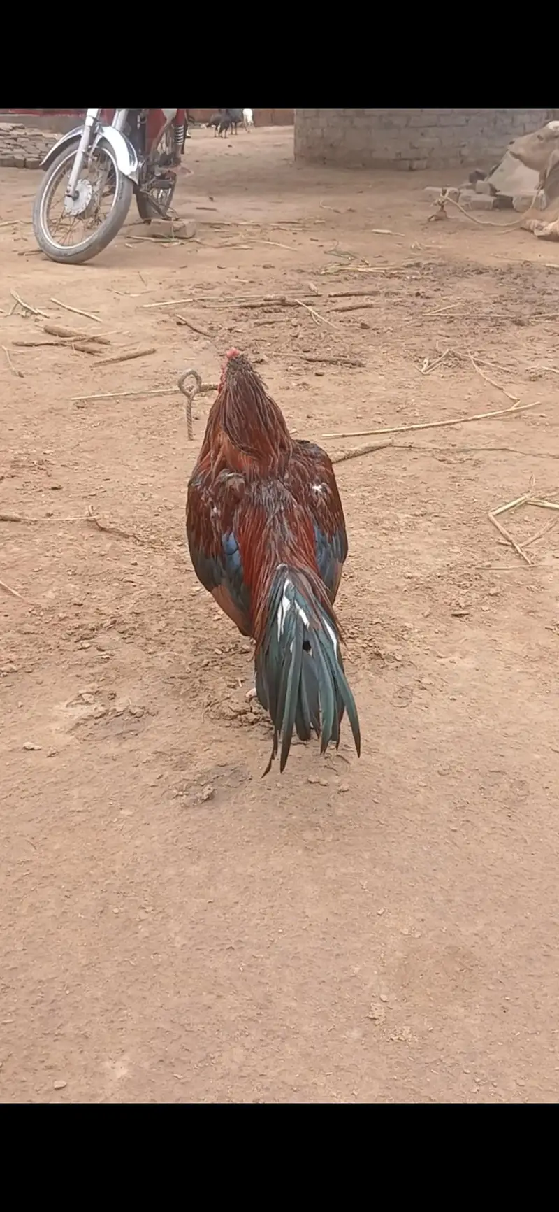 Both Acha mianwali murga ha — photo 3