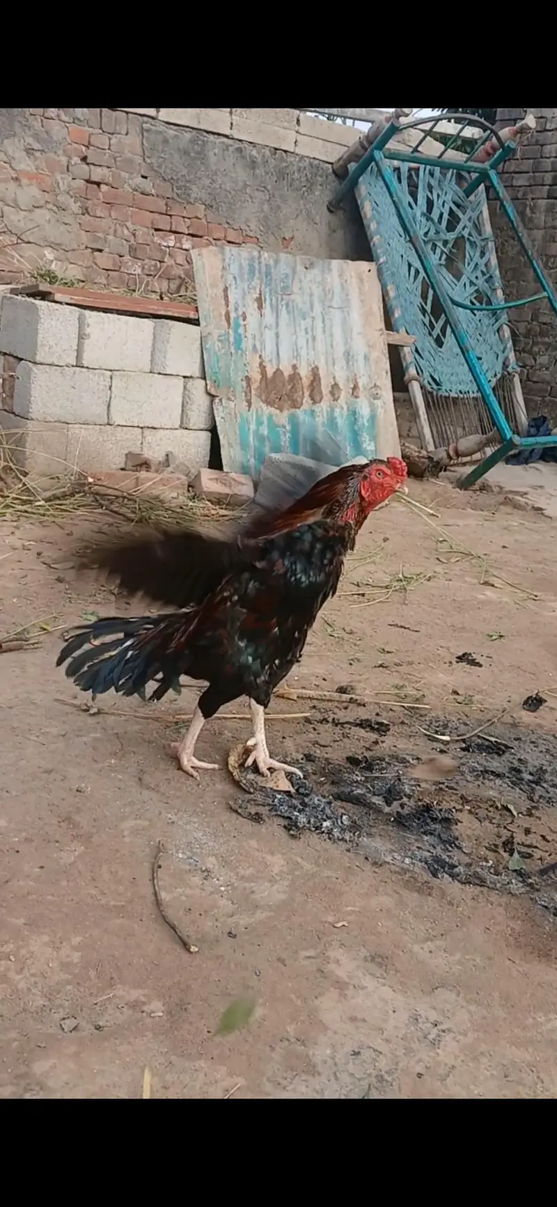 Both Acha mianwali murga ha — photo 4