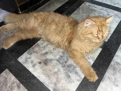 Camel female Persian cat