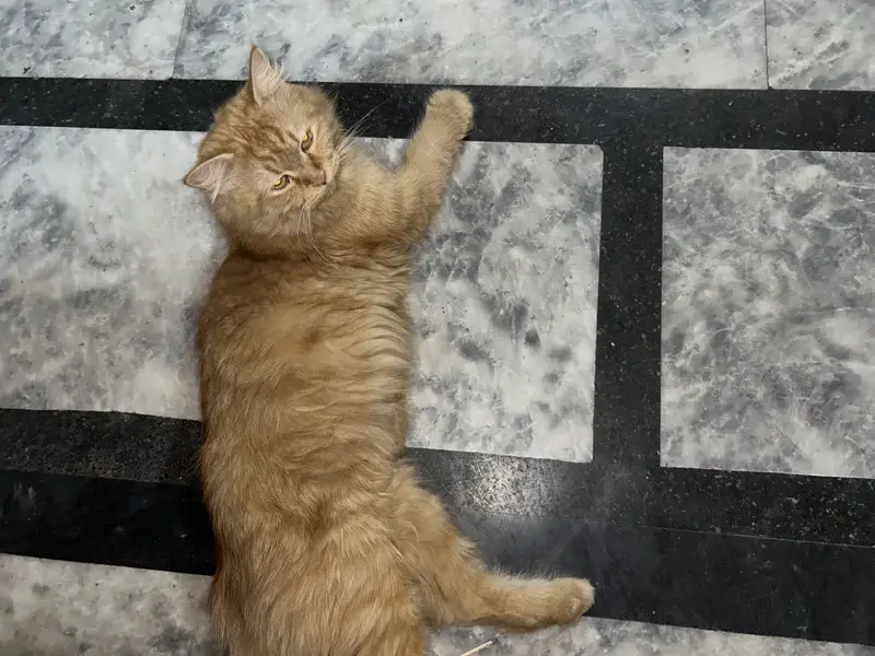 Camel female Persian cat — photo 2