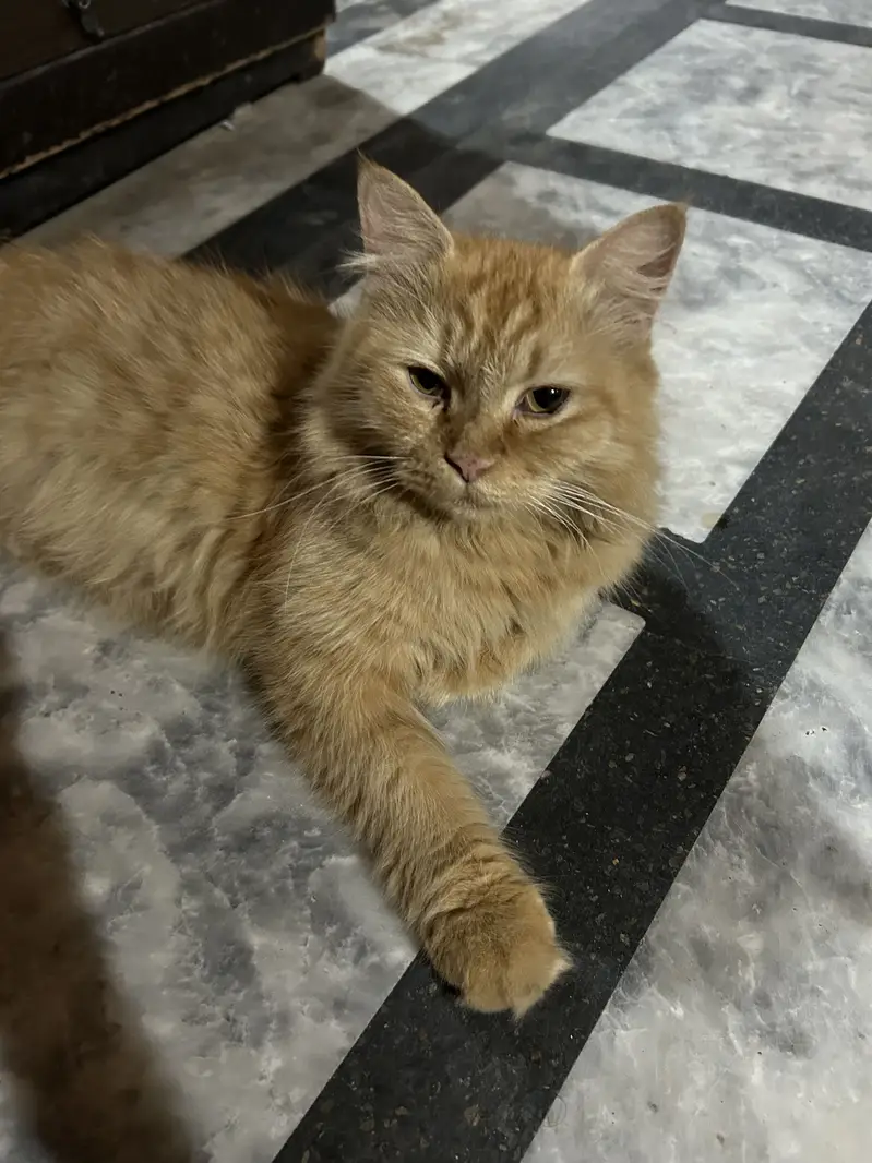 Camel female Persian cat — photo 3