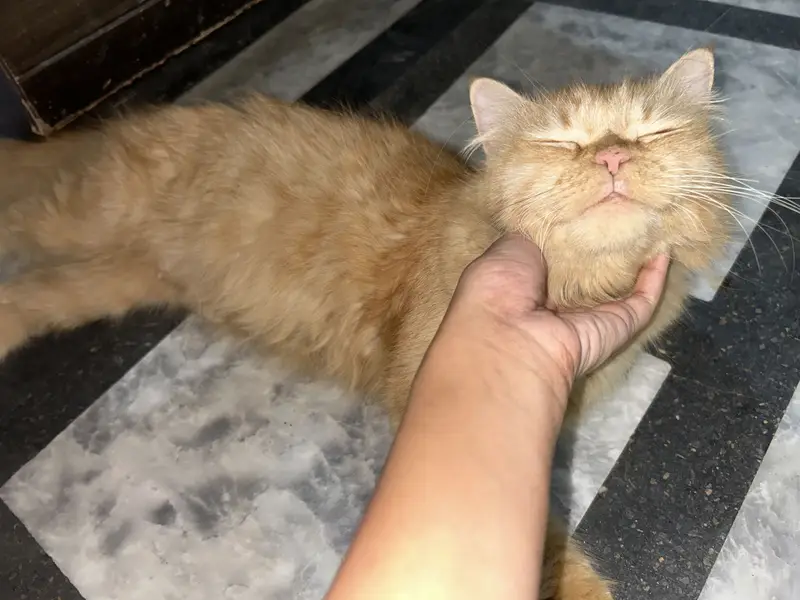 Camel female Persian cat — photo 4