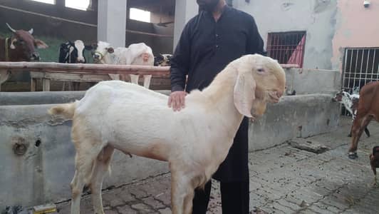 Rajanpuri breaker Bakra for sale