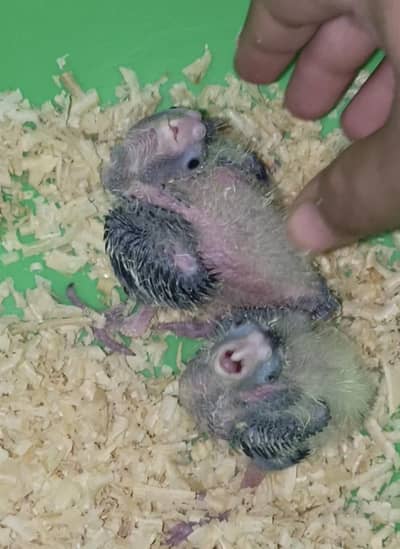 cocktail baby 2