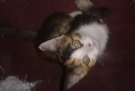 kittens for adoption, cute trained kittens