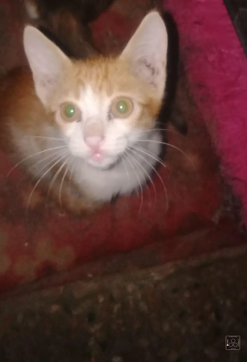 kittens for adoption, cute trained kittens — photo 2