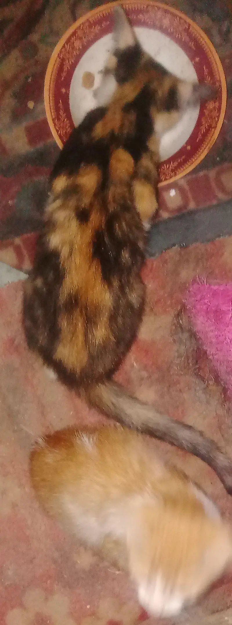 kittens for adoption, cute trained kittens — photo 3