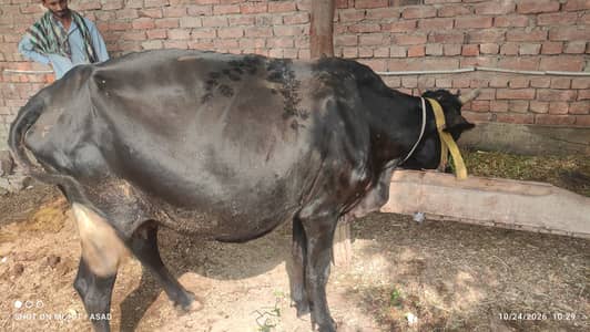 Best Frezen Milking Cow for urgent sale