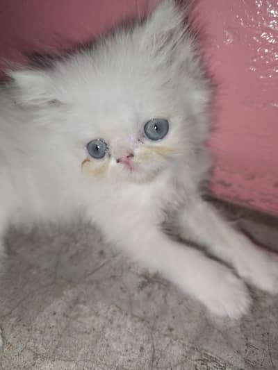 Pure Punch Face Male & Semi Punch Female Kittens - Healthy & Playful