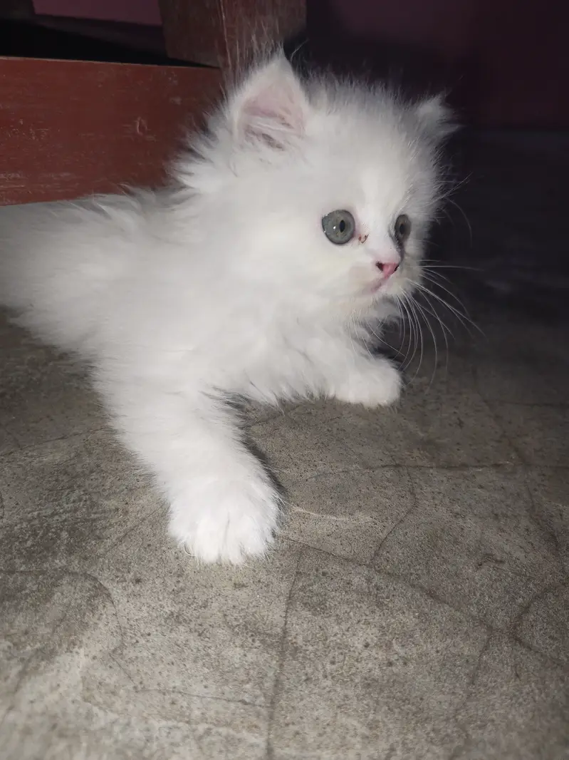 Pure Punch Face Male & Semi Punch Female Kittens - Healthy & Playful — photo 2