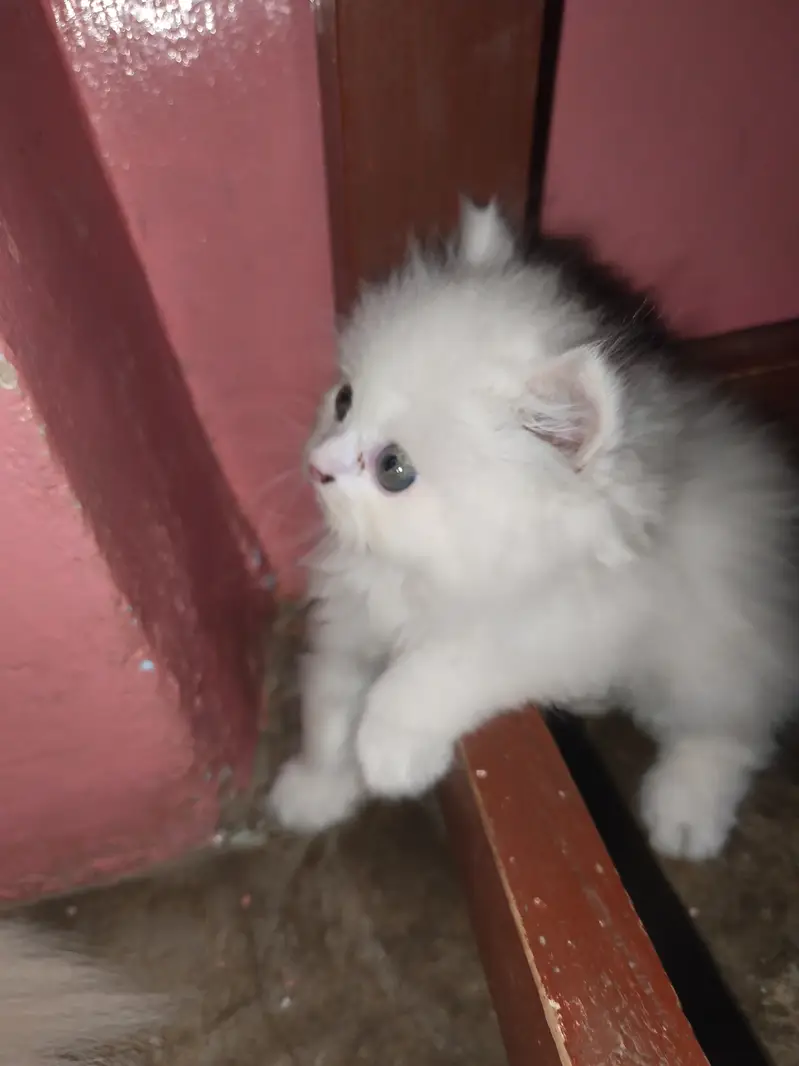 Pure Punch Face Male & Semi Punch Female Kittens - Healthy & Playful — photo 3