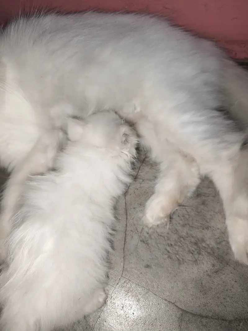 Pure Punch Face Male & Semi Punch Female Kittens - Healthy & Playful — photo 4