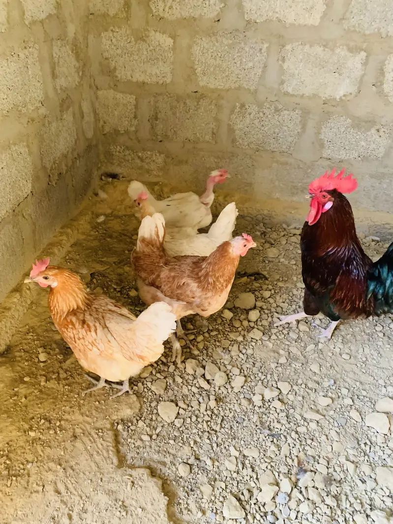 Golden Misri 4 Murgi 1 Murga Full Active — photo 2