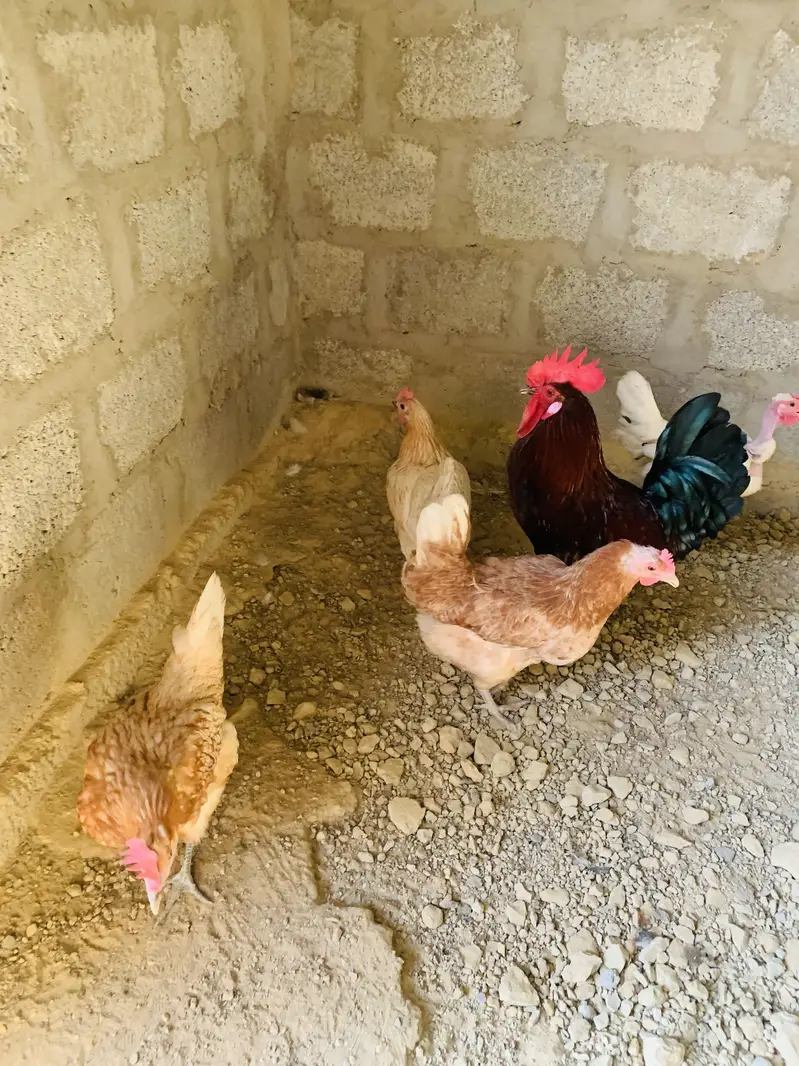 Golden Misri 4 Murgi 1 Murga Full Active — photo 3