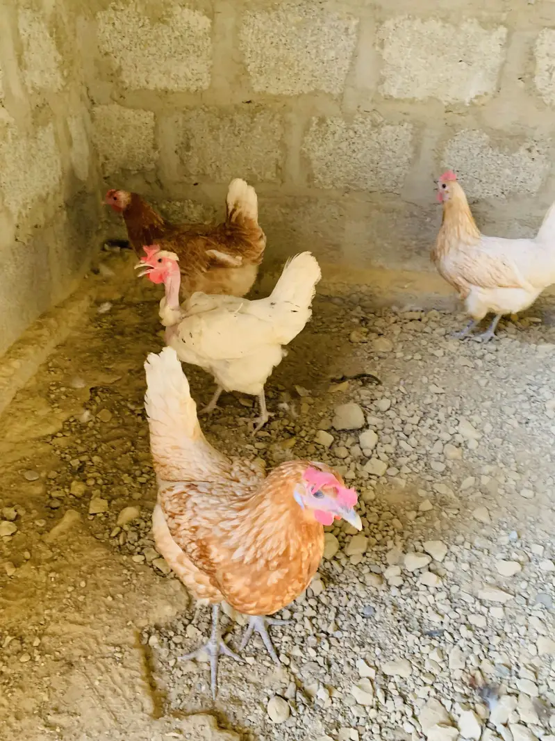 Golden Misri 4 Murgi 1 Murga Full Active — photo 4