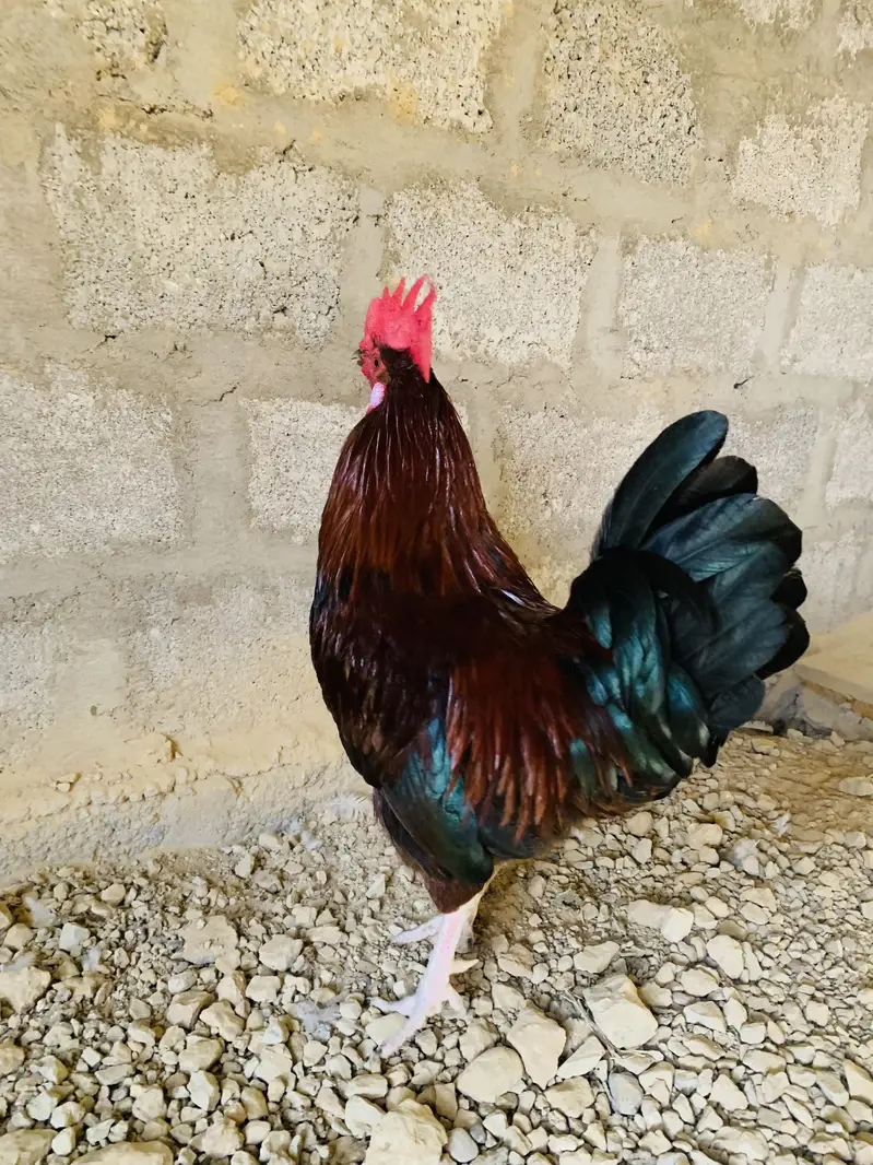 Golden Misri 4 Murgi 1 Murga Full Active — photo 5