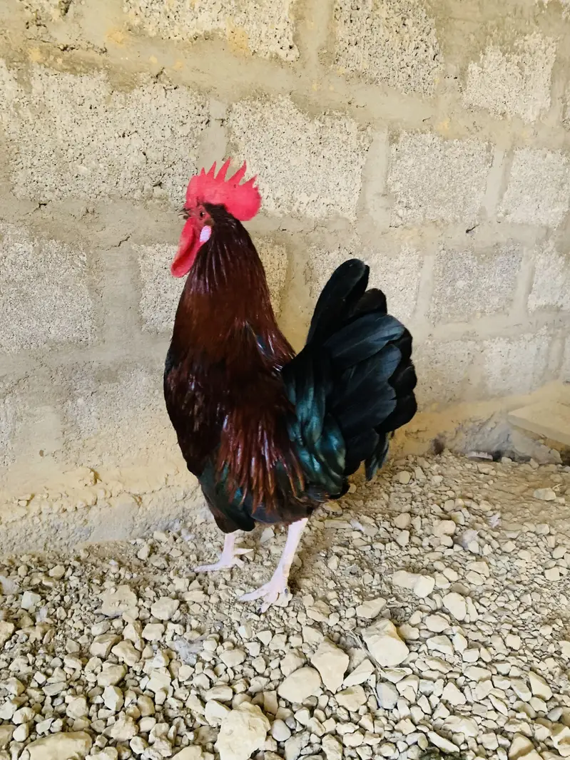 Golden Misri 4 Murgi 1 Murga Full Active — photo 6