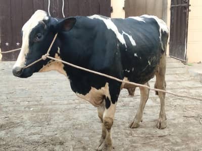 Holstein Friesian 100% pure  Bull Breeder For Sale
